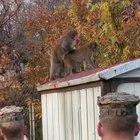 This monkey definitely has a wife at home