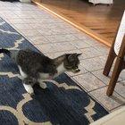 When your prey is chasing you