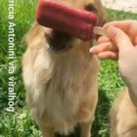 Patience is a Virtue (Patricia Antonini via viralhog)