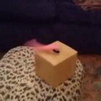 A knife wielding tentacle