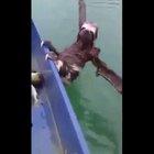 Would not let me crosspost to here but it's too good not to post it on here.