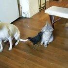 A beautiful friendship between a cat, a dog and a crow. The crow feeds them one after the other with its beak and they are all so cool and organized about it.