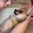 Perfect dog for kind hearted human