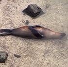 🔥 This seal relaxing halfway under water