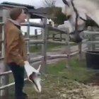 Horse didn't expect that