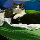 Don't you EVER think about petting my brother again!