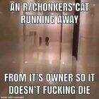 we did it reddit! we killed a cat!!