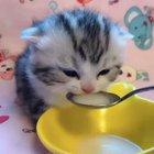 Look at these criminals getting drunk