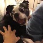 I Smack The Butt, The Butt Scream Back.