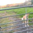 Dog using its tail as a propeller