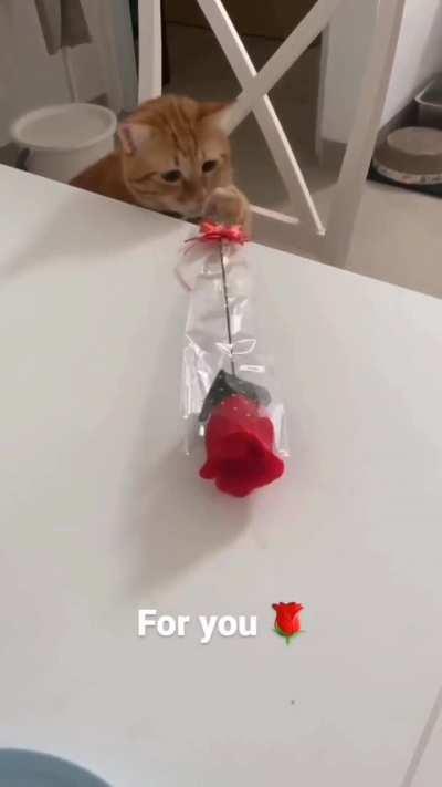 Thanks, Mr. wunkus, I appreciate that