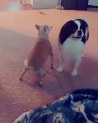 The dance of my people