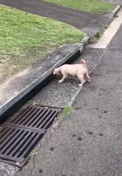 I saw cat, he vented.