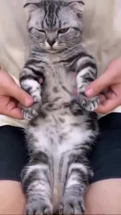 Breakdance cat is breakdancing