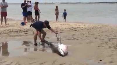 People rescuing a Great White Shark that beached itself chasing a seagull. Filmed on Cape Cod, Massachusetts.