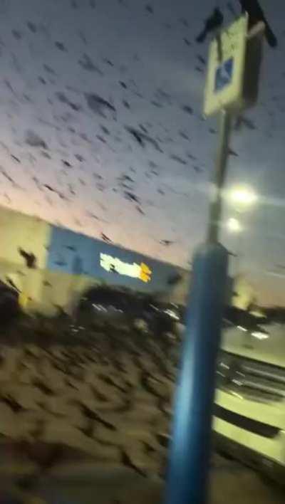 Birds of walmart
