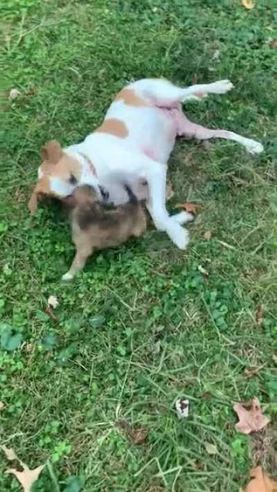 Big boi Louie and smol boi Tank go at it again one last time on Reddit. You asked for more video/no filter so here it is! Thanks for your kind comments, awards, up votes on my previous video. This is my last post. I just don’t have the bandwidth to mainta