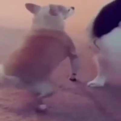 O naipe do 😎TOBIA 😎