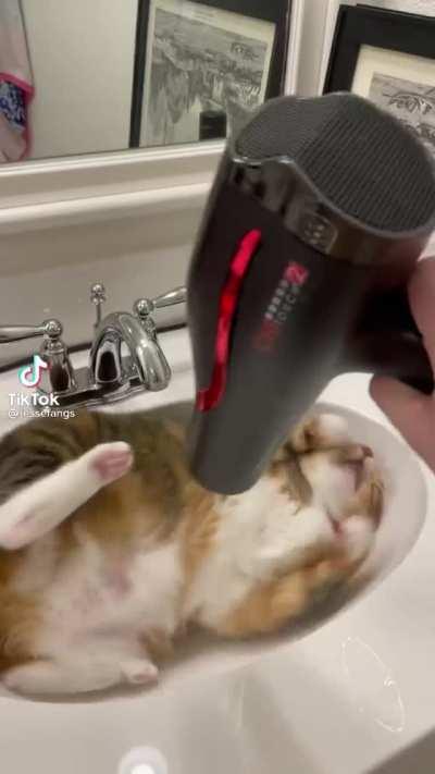 CAt caUGht iN teRRIblE wINdstorM