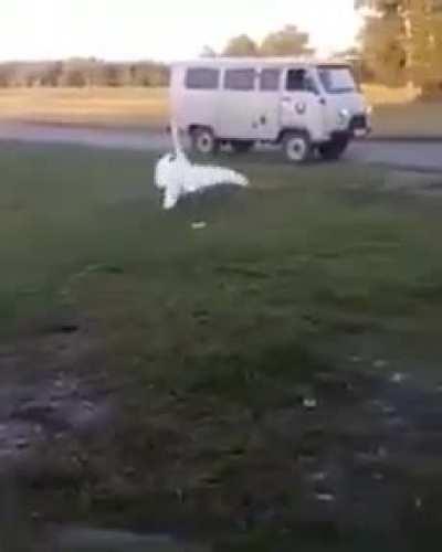 The goose is looking forward to his best friend!