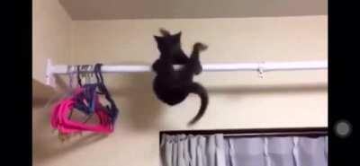 Cat did not expect gravity to exist