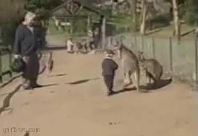 WCGW if you run up to A Kangaroo?