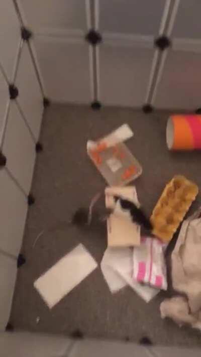 Sophia Rattington, Parkour Champion 2020 with a 60cm vertical leap off the corner.