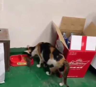 Откармливает