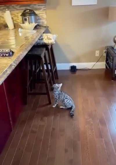 Как отучить кота прыгать на стол