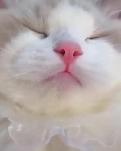 I love it so much and you? sweetly , lovely def