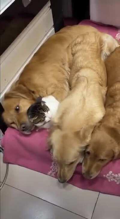 The kitty's meow of protest was ignored