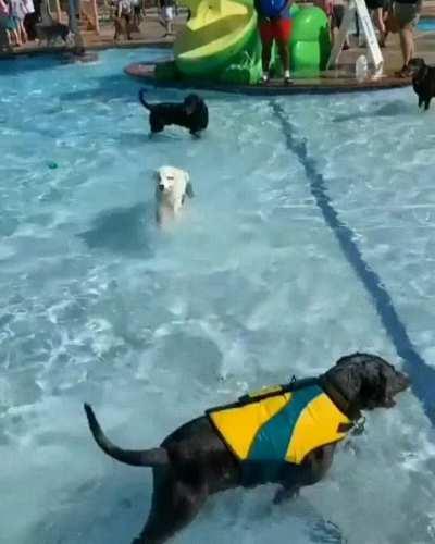 Toady Doggies at the pool