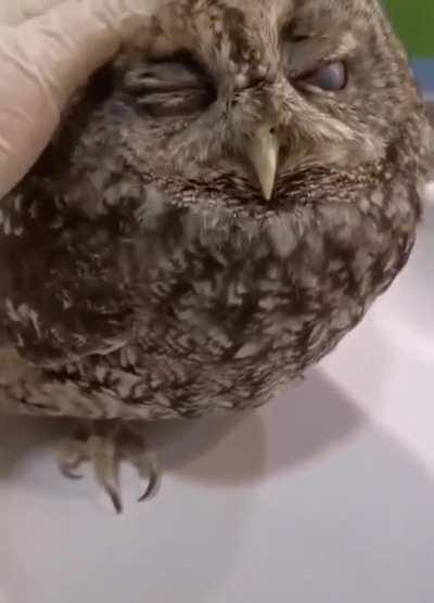 the way she blinks is so calming...