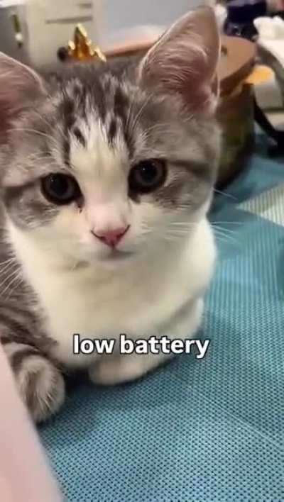 Is this normal ? 🤣 why does the chaos be gone to you my fellow Kitty ✌️