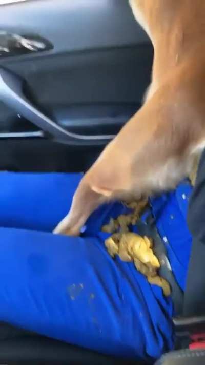 When you go to the shelter “just to look”