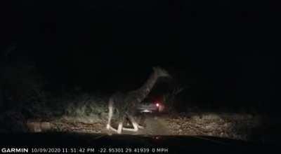 Reverse!! (Loud noise warning)