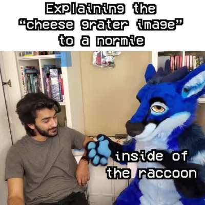 raccoon_irl