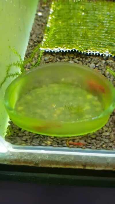 I think my shrimp is broken