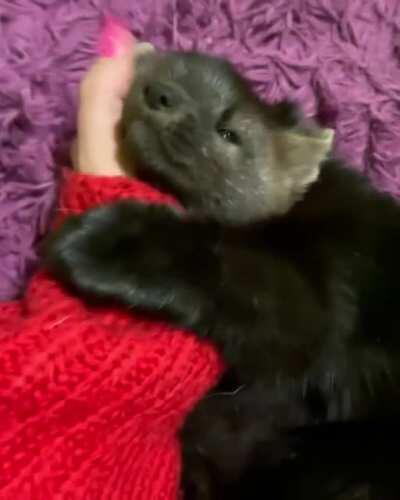 Sable wants to snuggle