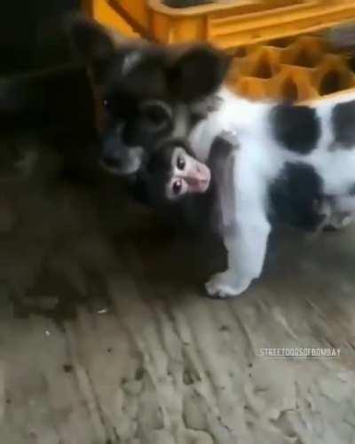 Where ever they go, they are always together