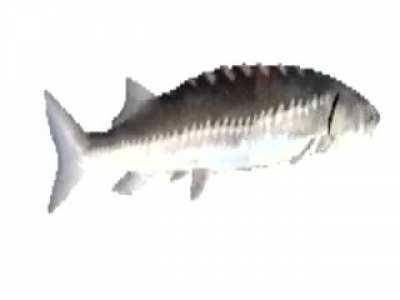 The video In total is 68,8 years long