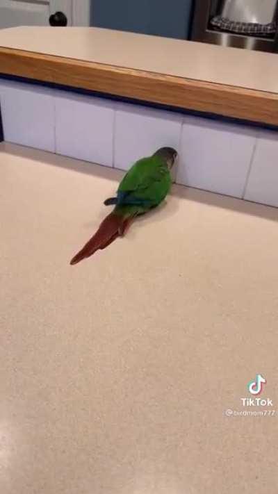 Bonky Bird is feeling pretty bonky