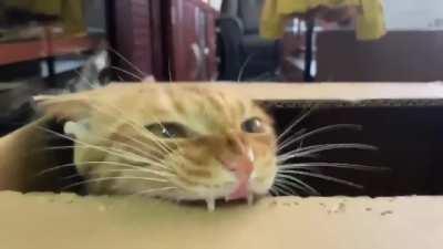 can cats teeth like babies?