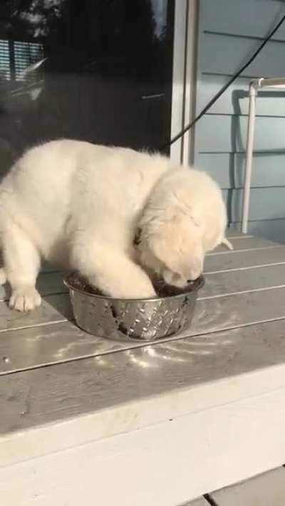 Little dude learning to drink water