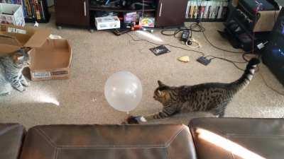 She sent her sister to the shadow realm