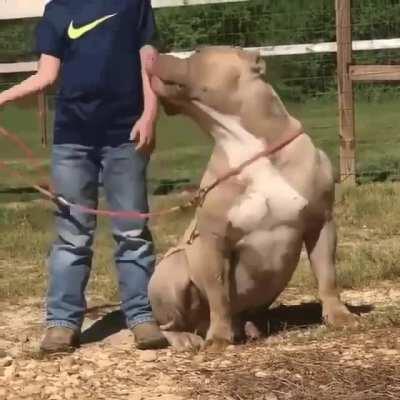 That leash isn’t going to help