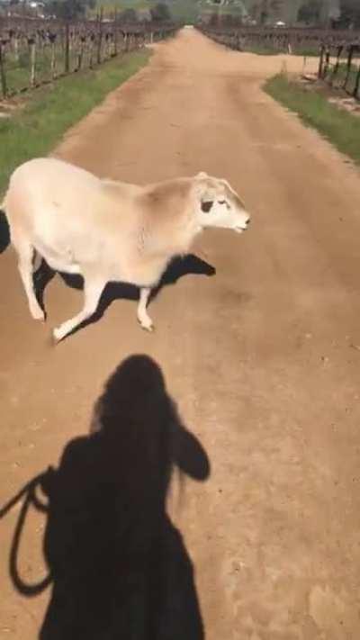 Someone get this ram in the NFL in time for the super bowl (doggo is okay don’t worry)