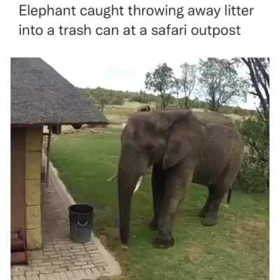 Courteous Elephant Picking Up Trash