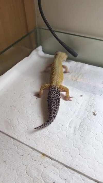 Meet my rattle snake 🐍🦎