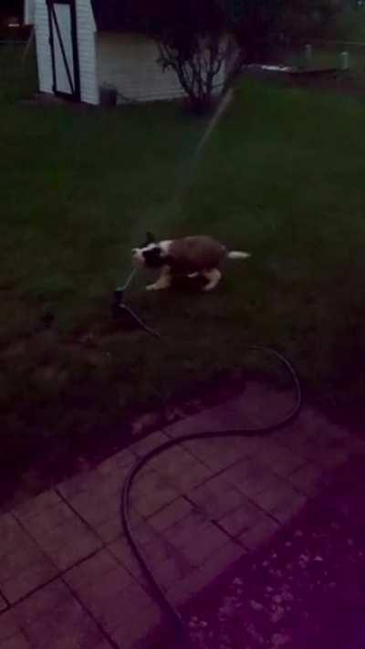 Malone is going to be a BIG boi when he gets older